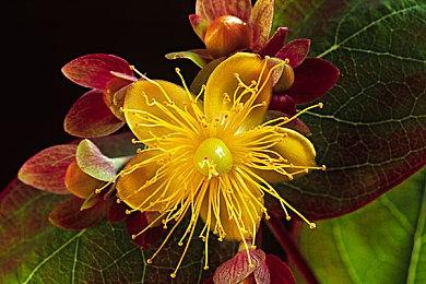 《火炬之光：无限》新赛季增加英雄逃脱者宾